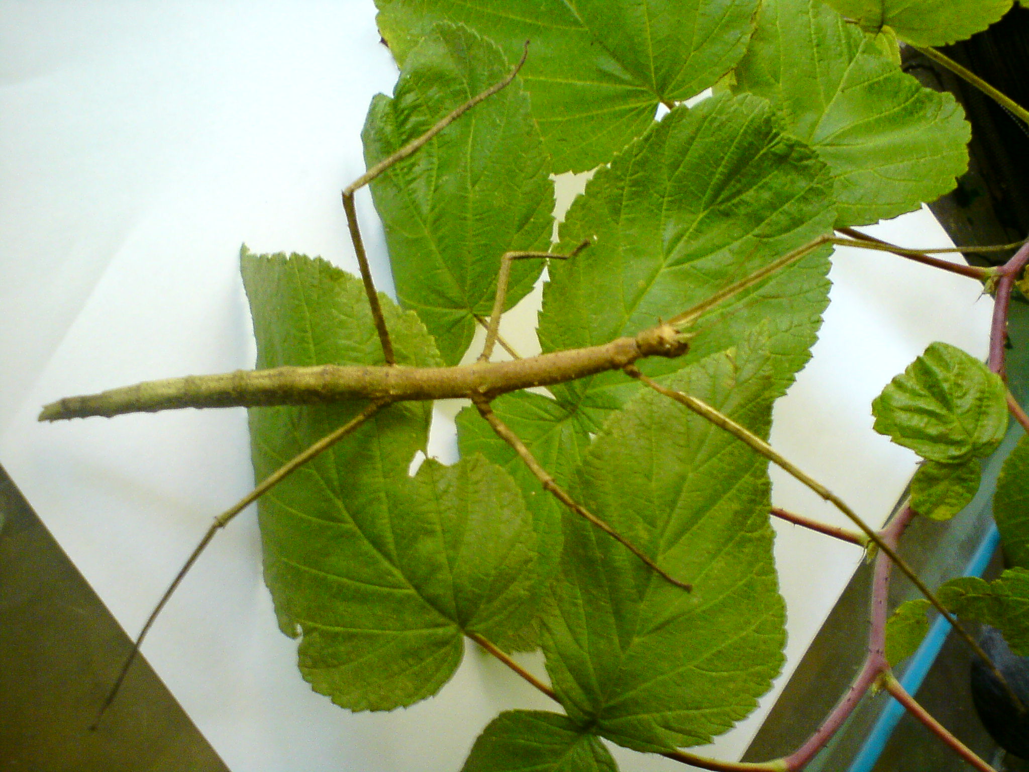 DSC00509.JPG